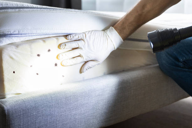 Best Pest Control for Homes  in City View, SC
