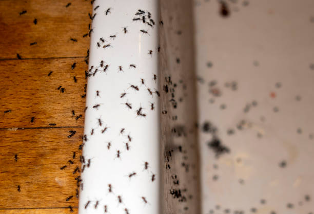 Pest Control for Restaurants in City View, SC