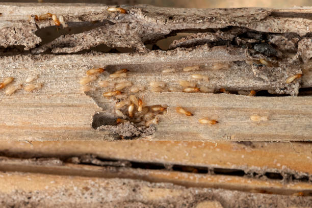 Best Rodent Control Near Me  in City View, SC