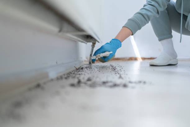 Best Pest Prevention Services  in City View, SC